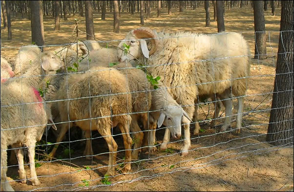 Sheep fencing